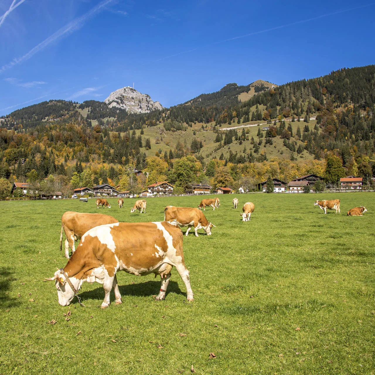 Kühe auf der Weide im Herbst vor den Bergen