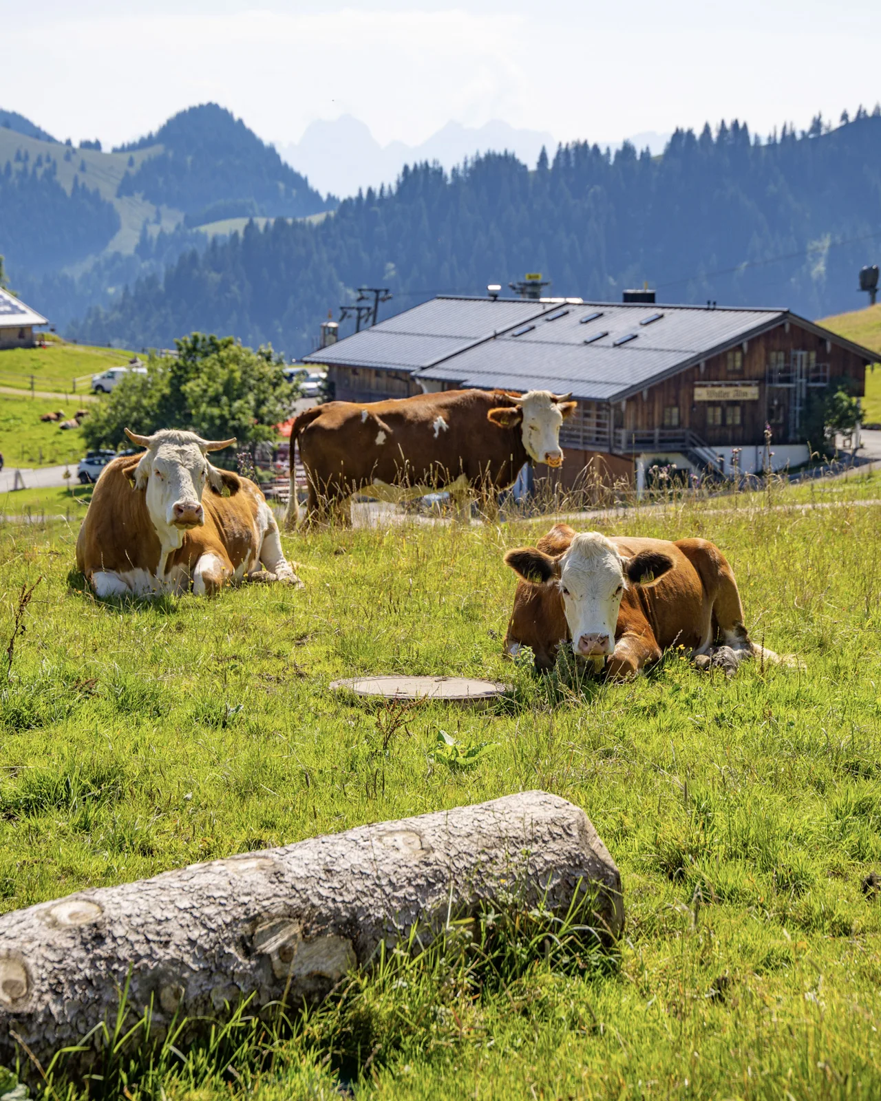 Kühe vor einer Alm am Sudelfeld